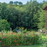 Homesteading for Beginners