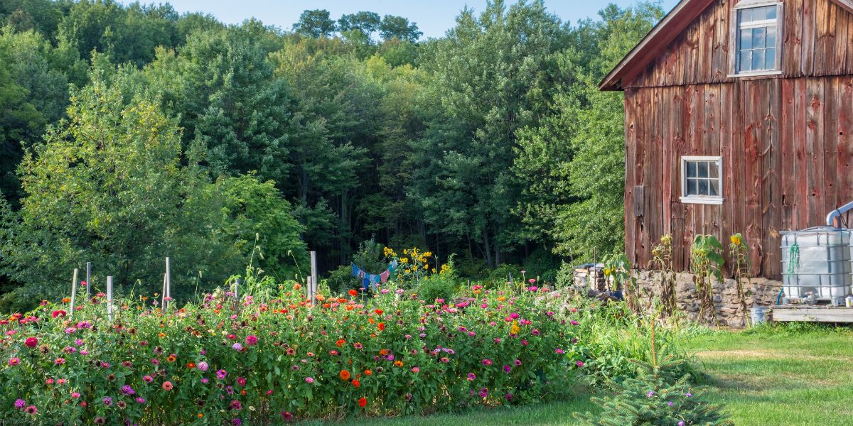 Homesteading for Beginners