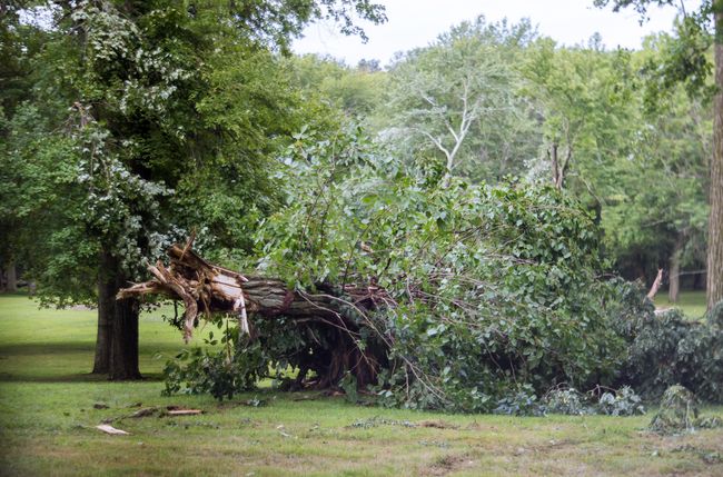 Large tree fallen and split on the ground in a park.